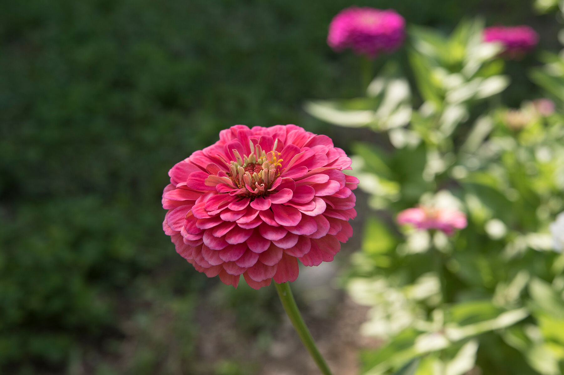 Benary's Giant Carmine Rose - Zinnia Seed | Johnny's Selected Seeds
