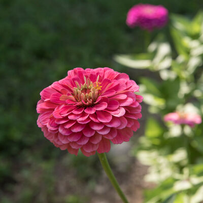 Benary's Giant Carmine Rose Benary's Giant Series