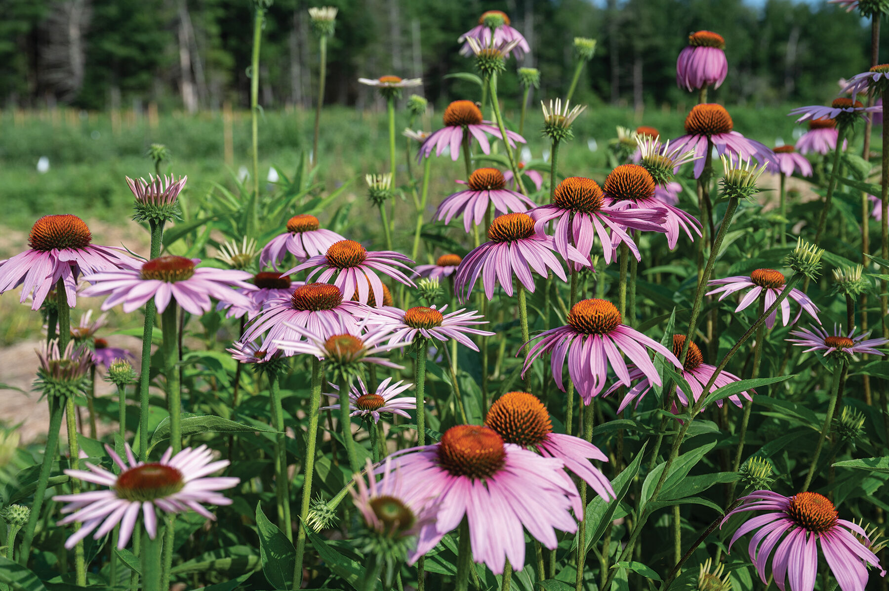 Echinacea plant outlet