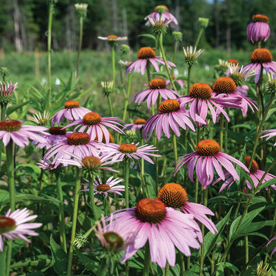 Echinacea purpurea Echinacea (Coneflower)