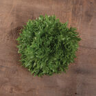 Verigo One-Cut Lettuce