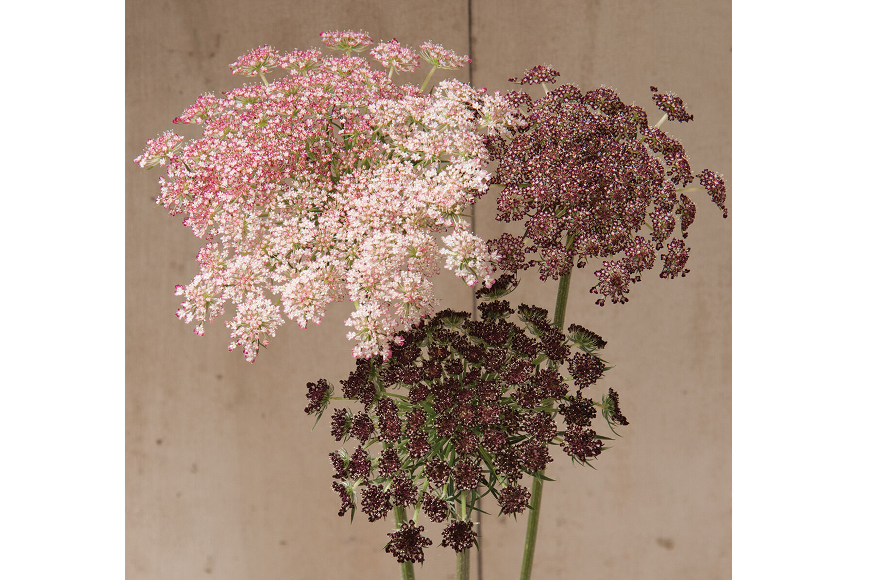 Dara Daucus (Queen Anne's Lace)