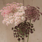 Dara Daucus (Queen Anne's Lace)