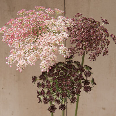 Dara Daucus (Queen Anne's Lace)