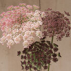 Dara Dara Daucus (Queen Anne's Lace)