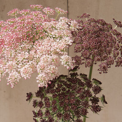 Dara Daucus (Queen Anne's Lace)