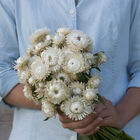 Vintage White Strawflower