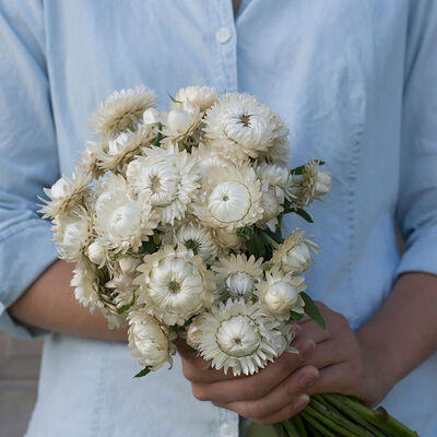 Vintage White Strawflower