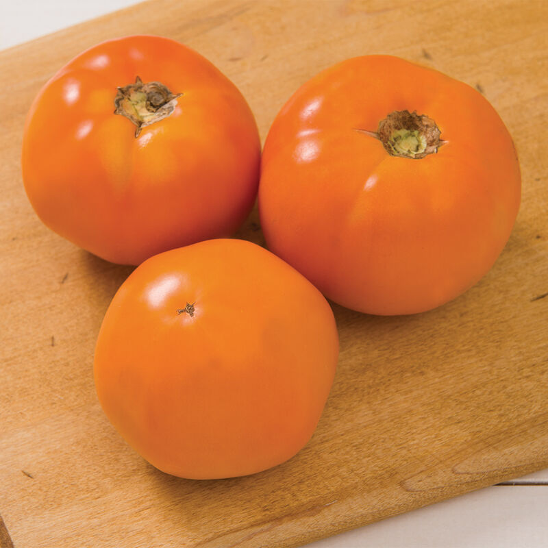 Chefs Choice Orange F1 Tomato Seed Johnnys Selected Seeds