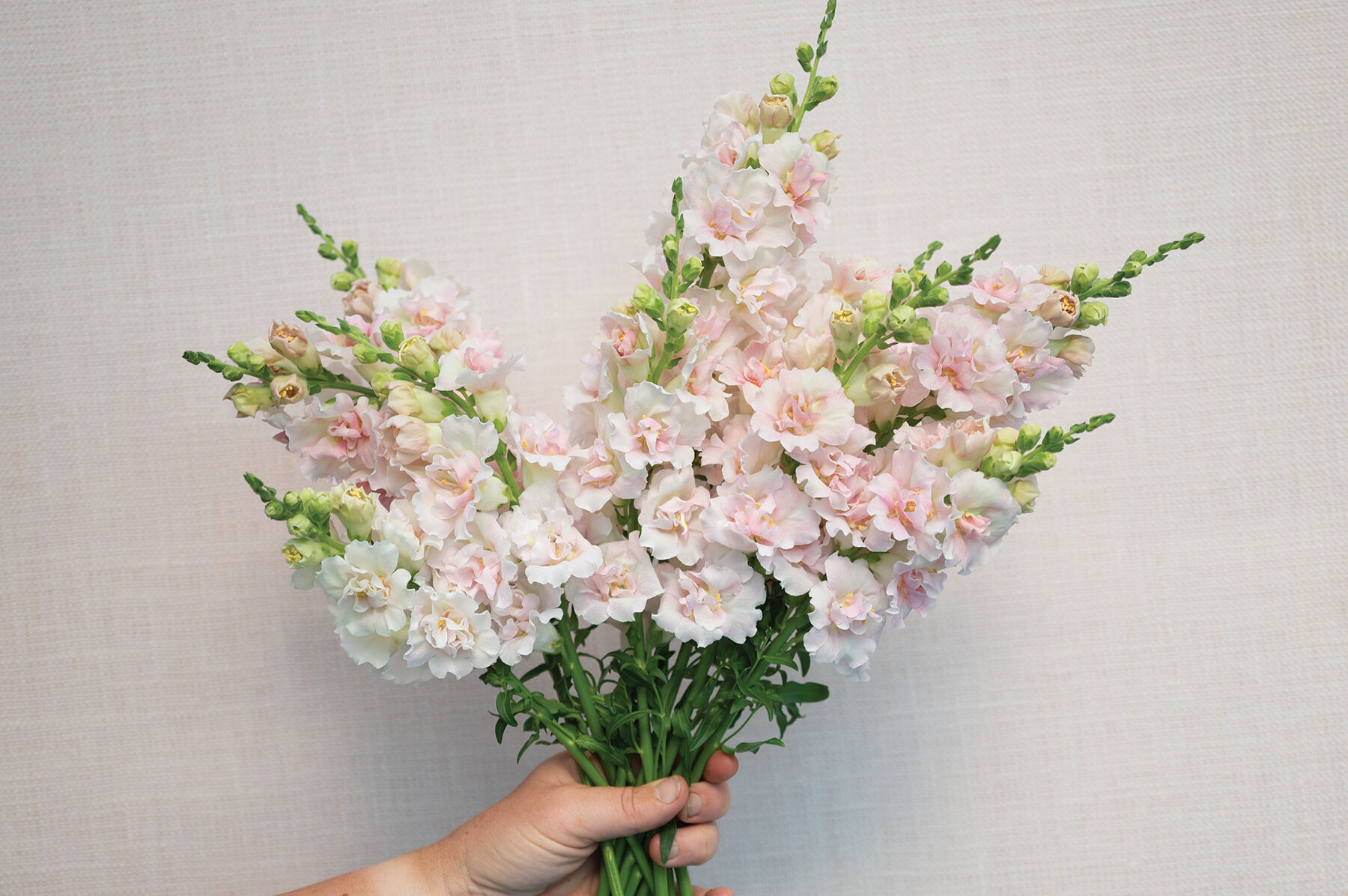 Double Frappe Light Pink 2 - (F1) Snapdragon Seed | Johnny's