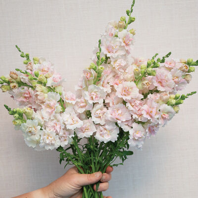 Double Frappe Light Pink 2 Cool Season (Groups 1–2)