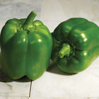 Classic Sweet Bell Peppers