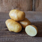 German Butterball – Early Ship Potatoes