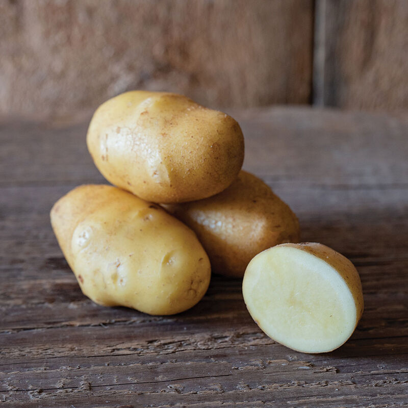 German Butterball – Early Ship Potatoes