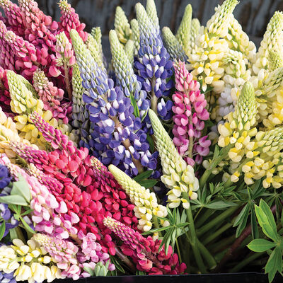 Russell's Formula Mix Russell's Formula Mix Lupine