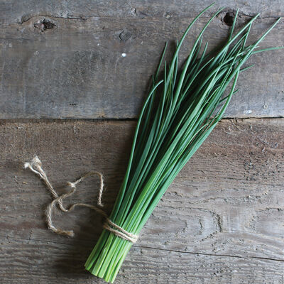Purly Purly Standard Chives