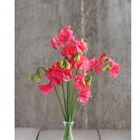 Elegance Salmon Rose Sweet Peas