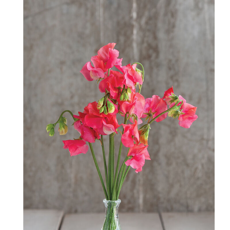 Elegance Salmon Rose Sweet Peas