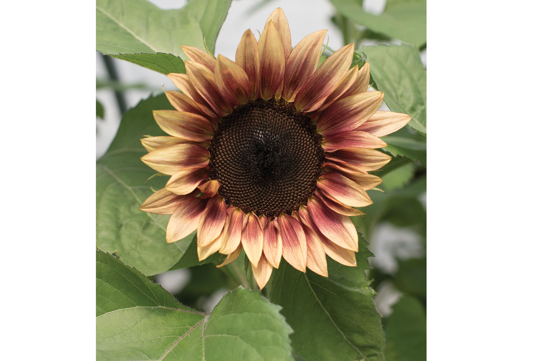 Johnny&#39;s - sunflower-love  Summer Breeze Mix - Sunflower Seed | Johnny's Selected Seeds