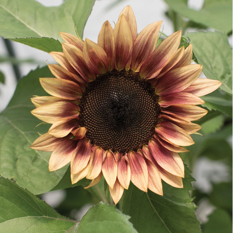 ProCut® Plum Tall Sunflowers
