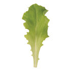 Waldmann's Dark Green Leaf Lettuce