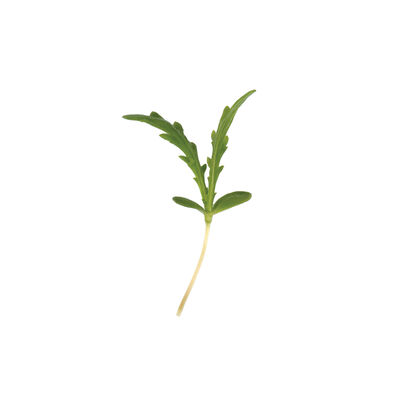 Shungiku Microgreen Vegetables