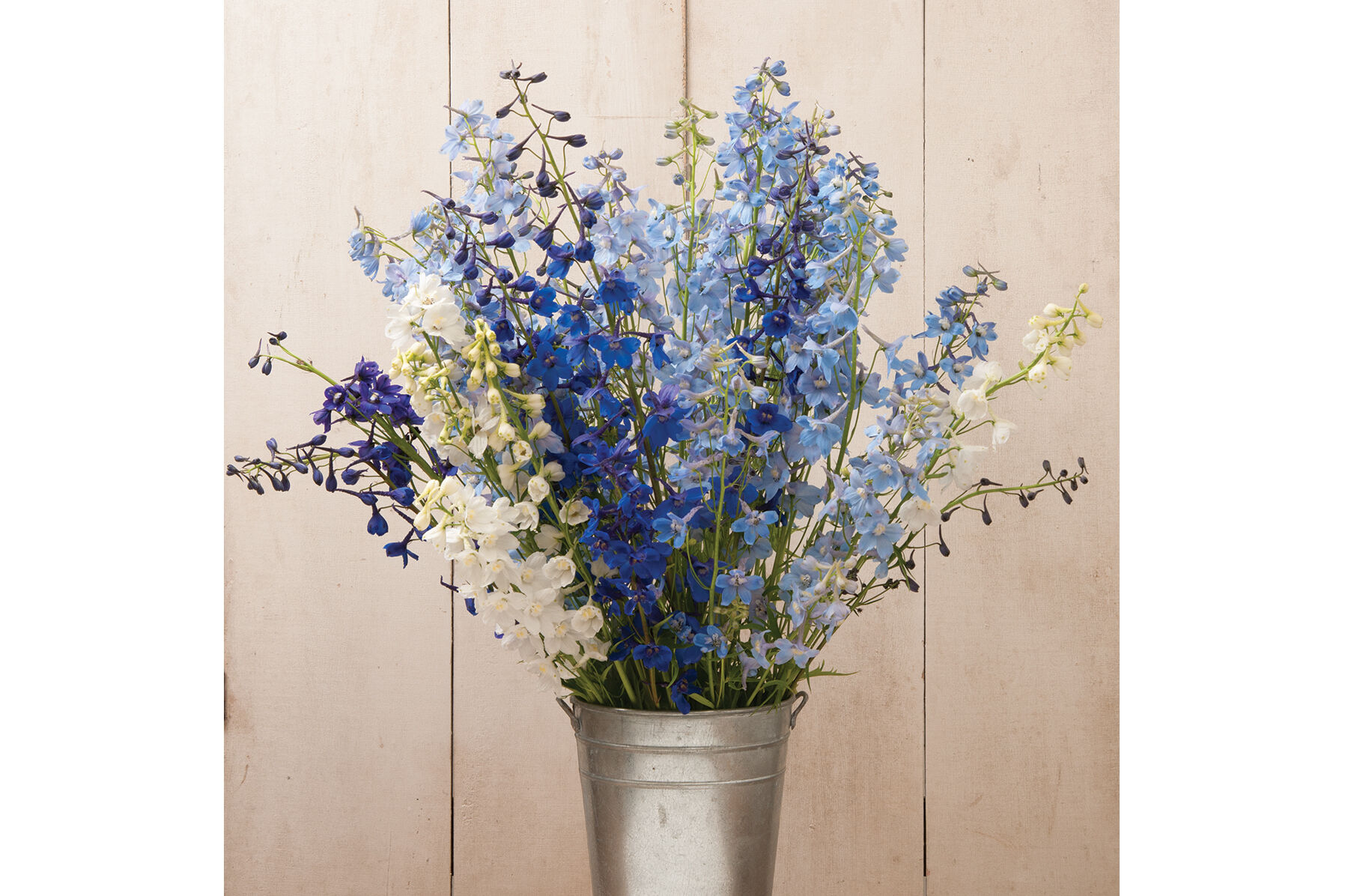 Belladonna delphinium cheap