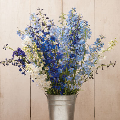 Belladonna Mix Belladonna Mix Delphinium