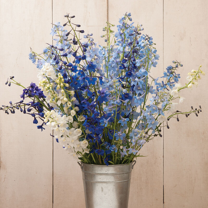 Belladonna Mix Delphinium