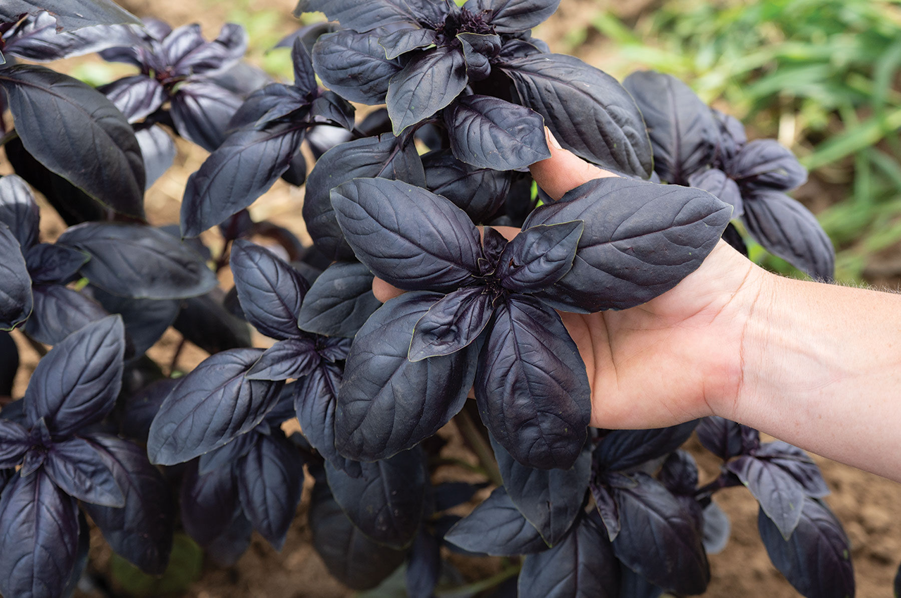 Basil Seeds for Planting | Johnny's Selected Seeds