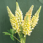 Chandelier Lupine