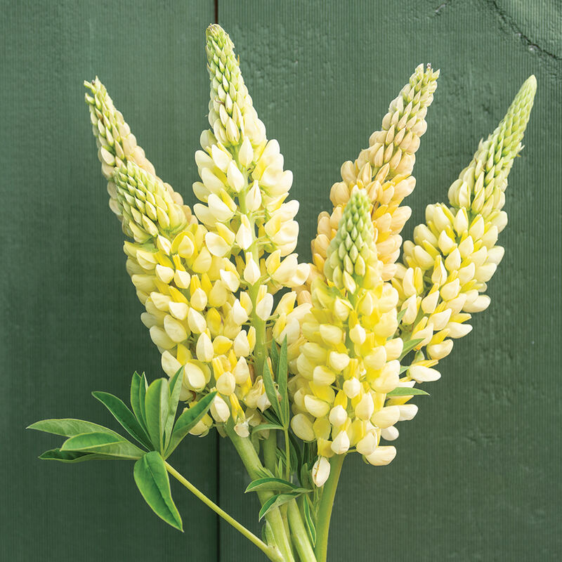 Chandelier Lupine