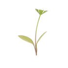 Parsley Microgreen Herbs