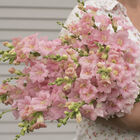 Chantilly™ Light Pink Snapdragon