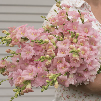 Chantilly™ Light Pink Snapdragon