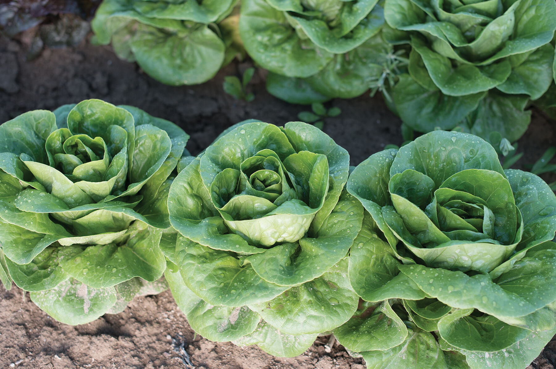 Newham Bibb Lettuce