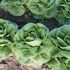 Newham Bibb Lettuce