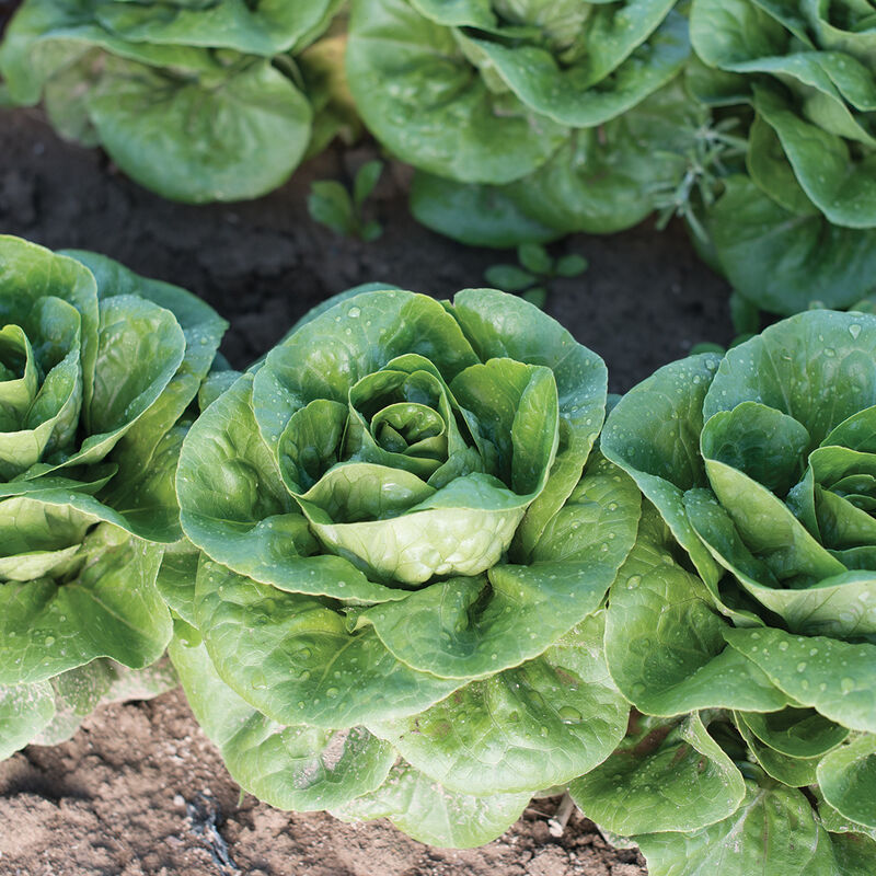 Organic Little Gem Lettuce Seeds (Lactuca Sativa)