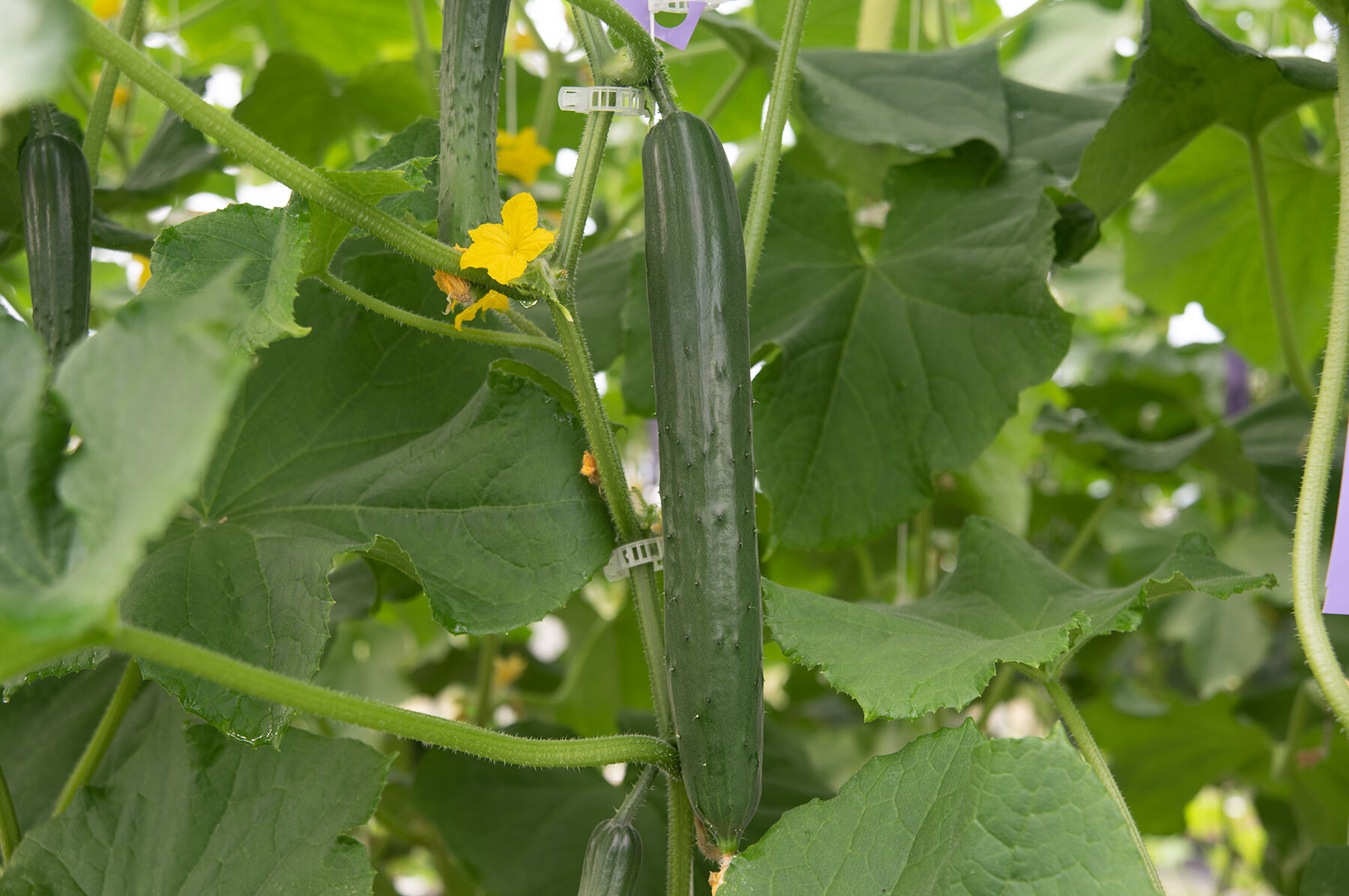 Nokya Specialty Cucumbers