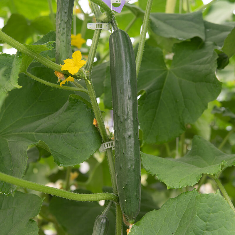 Nokya Specialty Cucumbers