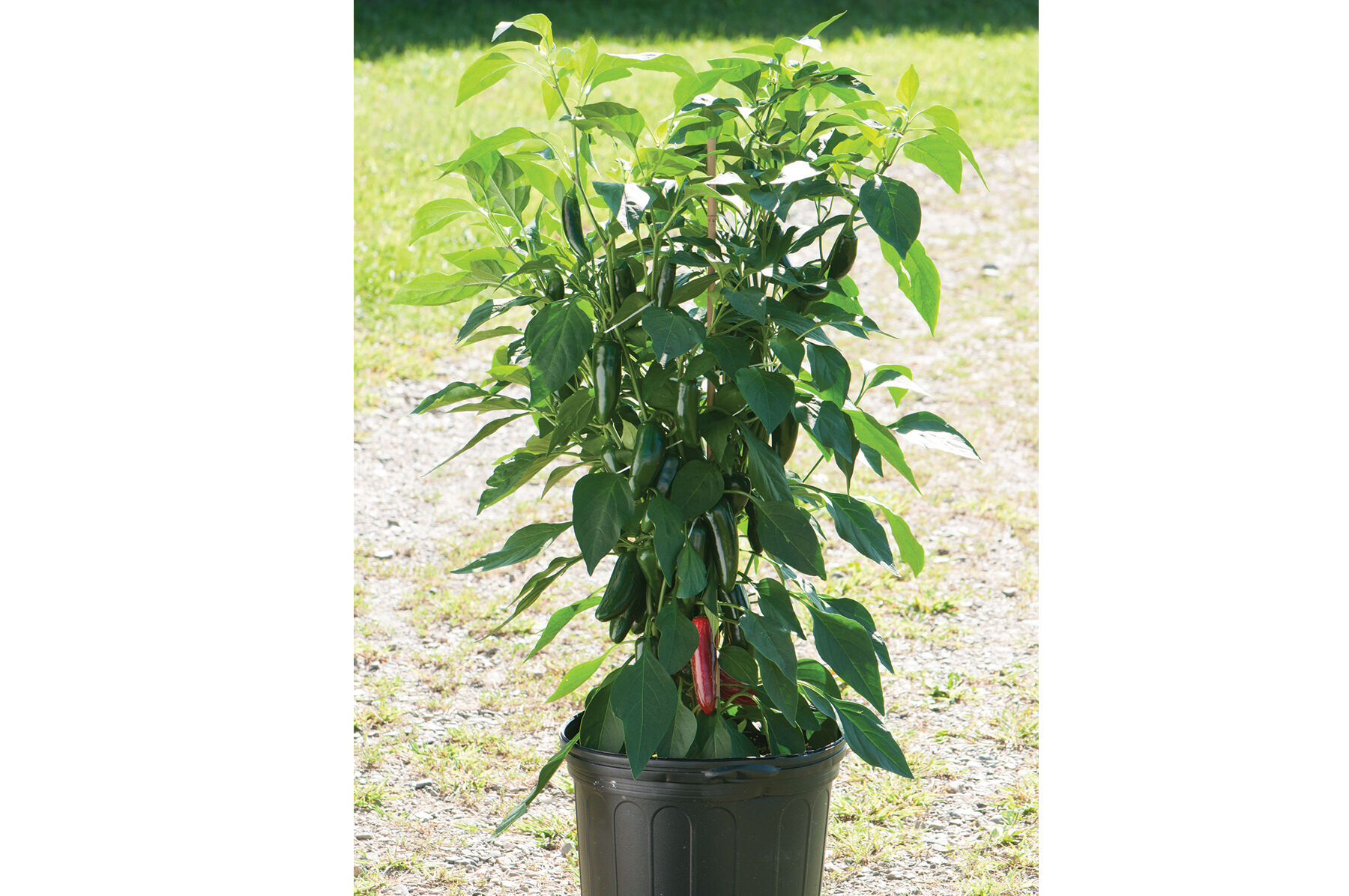 Jalafuego Hot Peppers