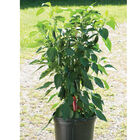 Jalafuego Jalafuego Hot Peppers