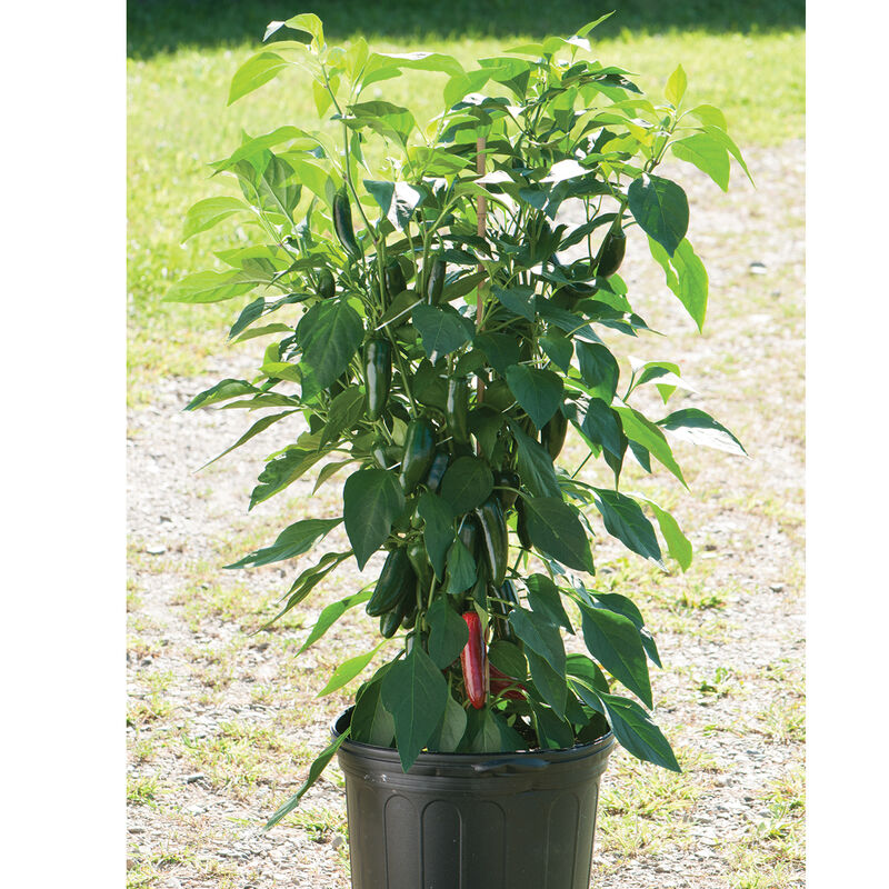 Jalafuego Jalafuego Hot Peppers