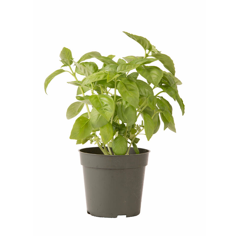 Italian Large Leaf Italian Large Leaf Basil