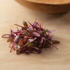 Beet, Bull's Blood Microgreen Vegetables