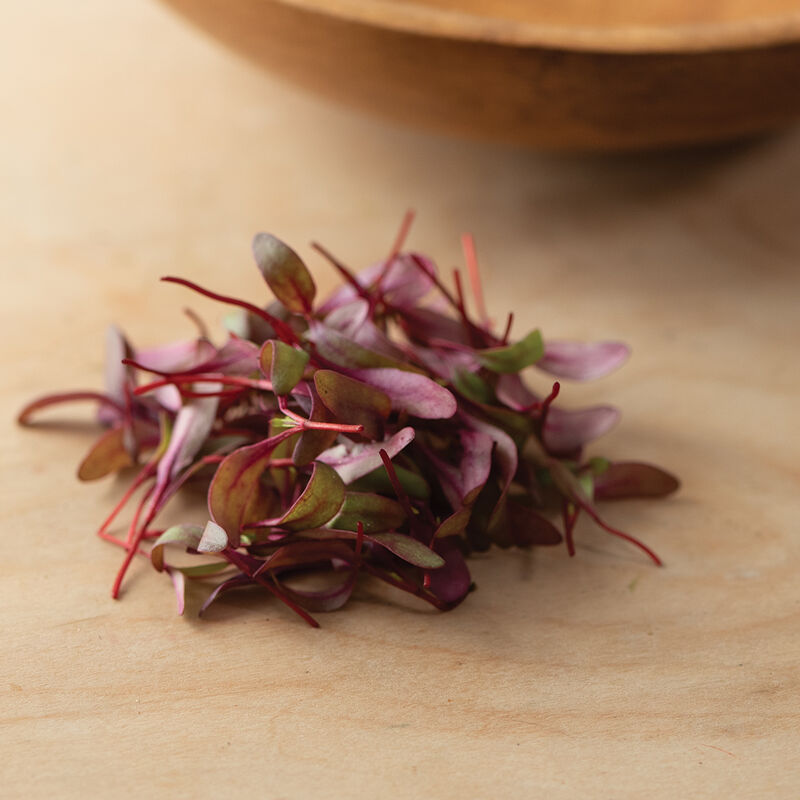 Beet, Bull's Blood Microgreen Vegetables