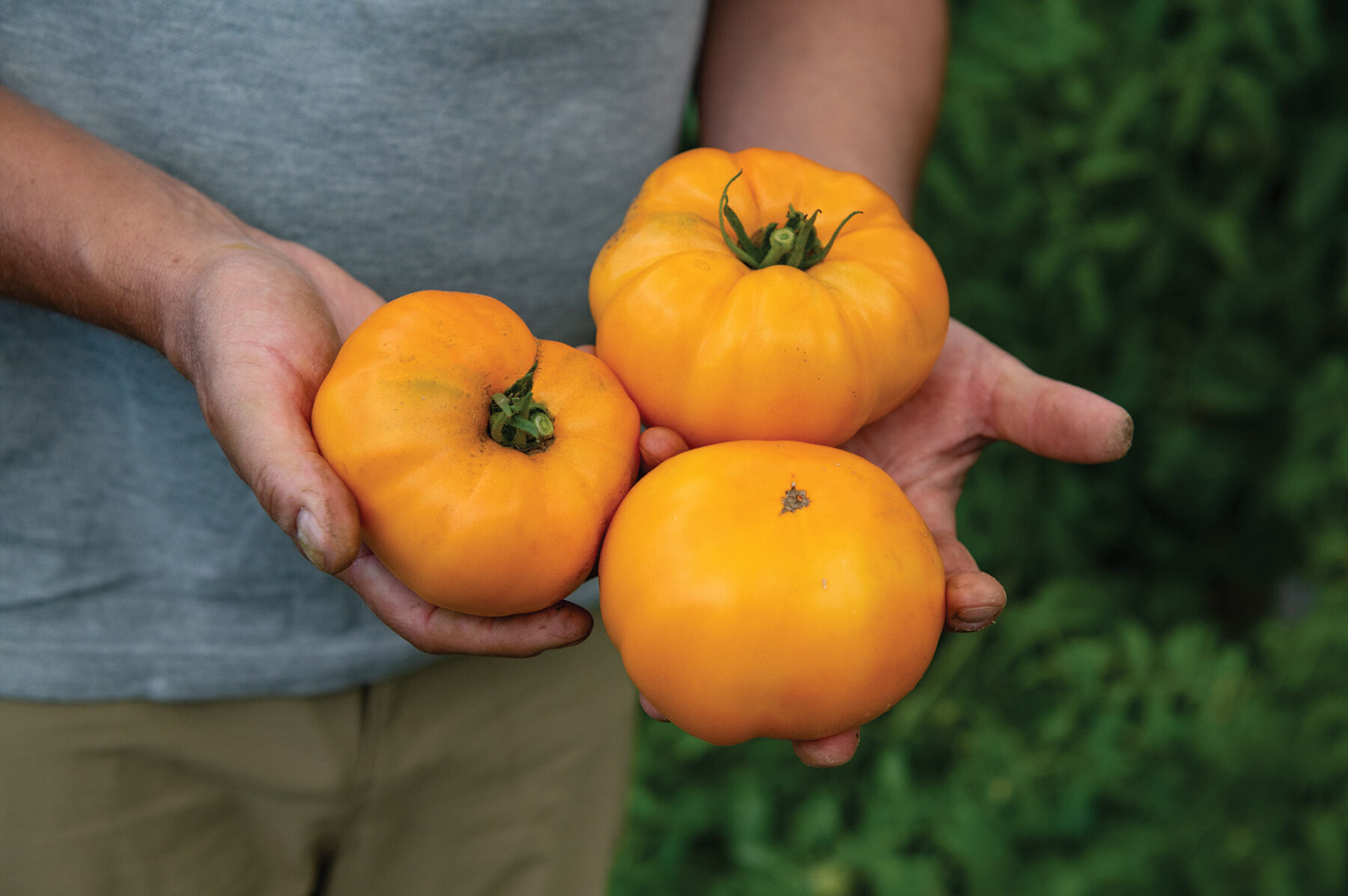 Johnny's Selected Seeds Brandywine Tomato Seed