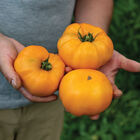 Dr. Wyche's Yellow Heirloom Tomatoes