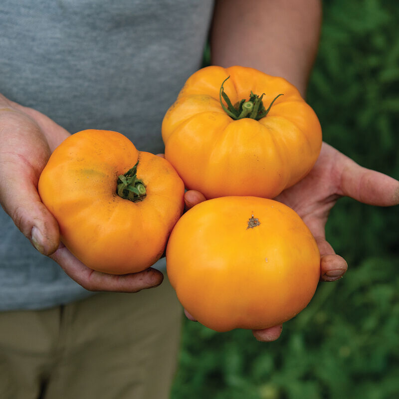 Dr. Wyche's Yellow Heirloom Tomatoes