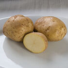 Kennebec – Early Ship Potatoes
